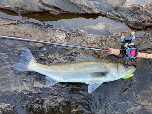 シーバスの釣果