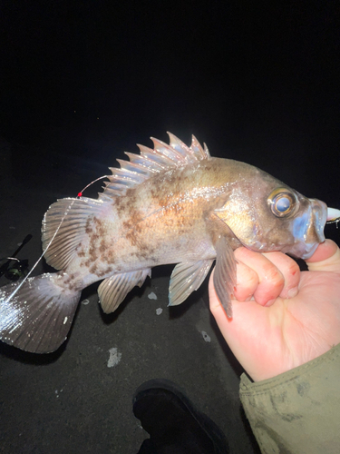 シロメバルの釣果