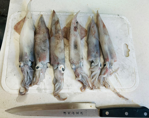 唐丹湾で釣れたヤリイカの釣り・釣果情報 - アングラーズ