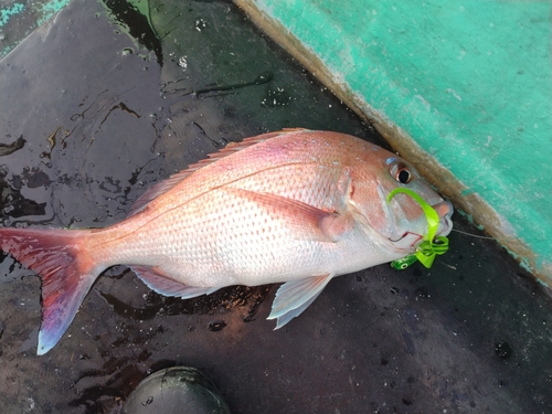 マダイの釣果