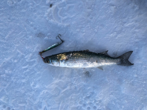 ボラの釣果