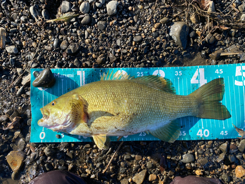 スモールマウスバスの釣果