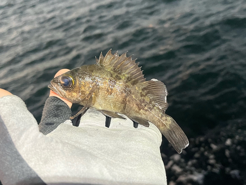 メバルの釣果