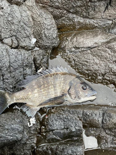 チヌの釣果