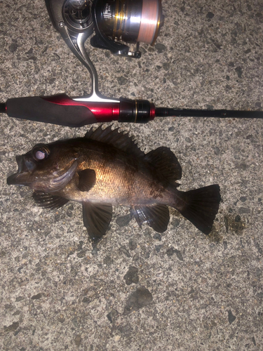 シロメバルの釣果