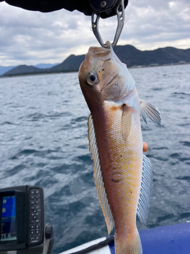 アマダイの釣果