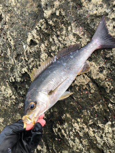 イサキの釣果