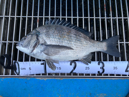 クロダイの釣果