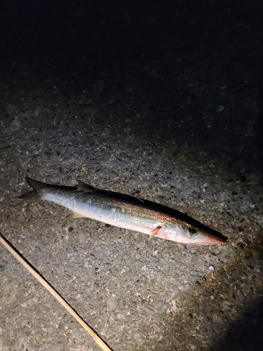 カマスの釣果