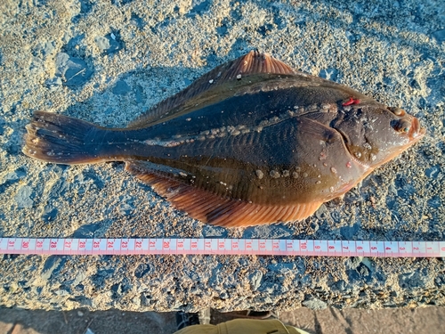 イシモチの釣果