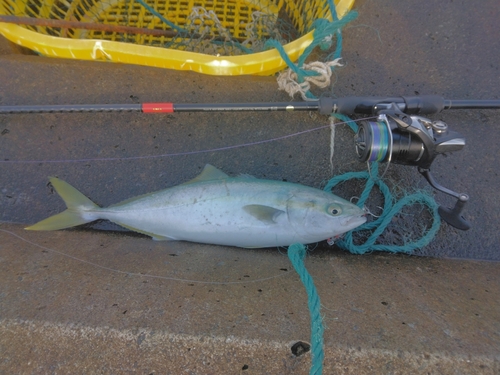 ハマチの釣果