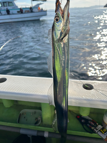 タチウオの釣果