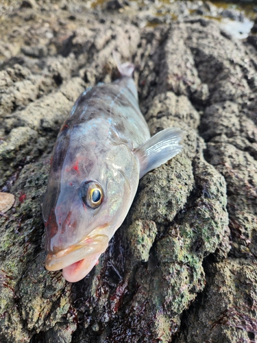 ホッケの釣果