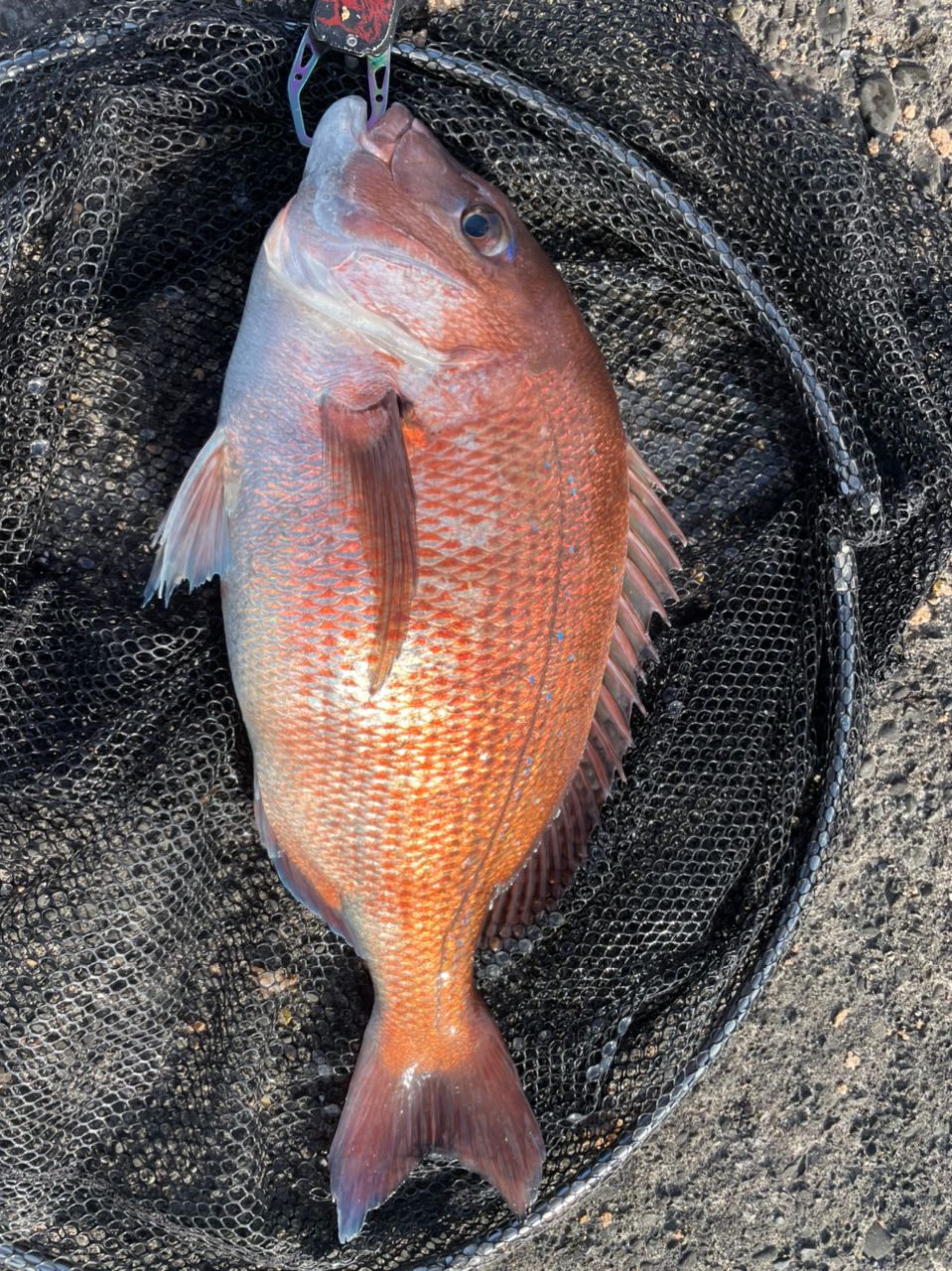 よしよし0929さんの釣果 3枚目の画像