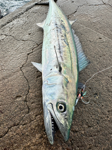 サワラの釣果