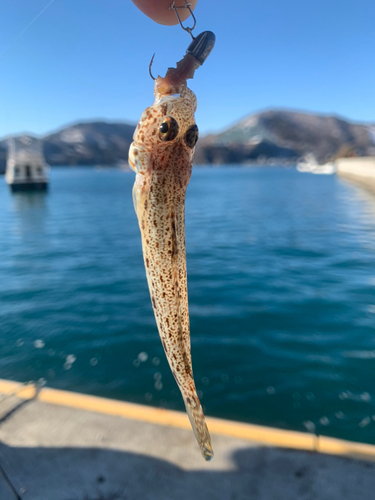 サビハゼの釣果