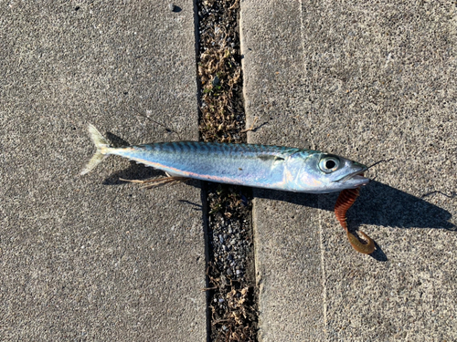 サバの釣果