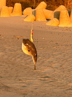 クサフグの釣果