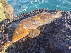 アイナメの釣果