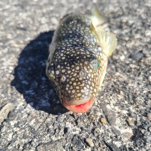 クサフグの釣果