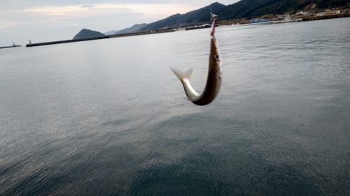 カマスの釣果