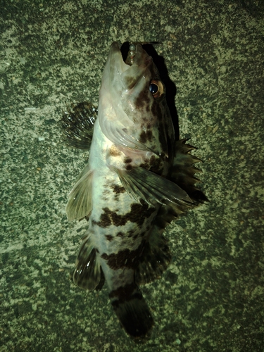 タケノコメバルの釣果