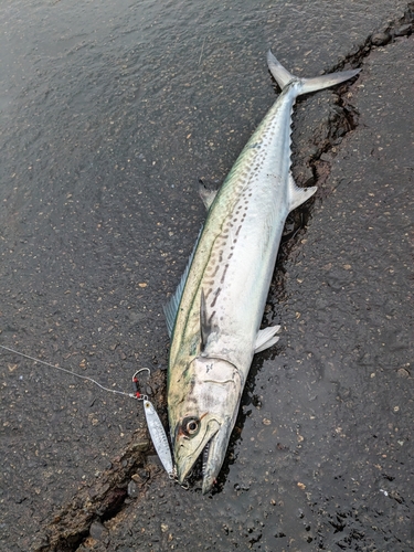 サゴシの釣果