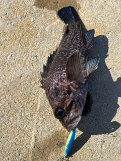 ソイの釣果