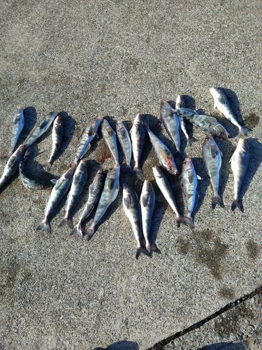 ホッケの釣果