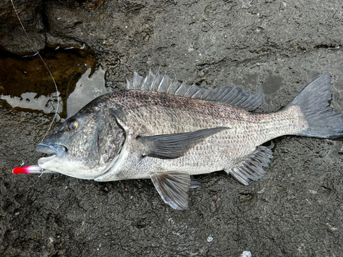 チヌの釣果