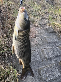 コイの釣果