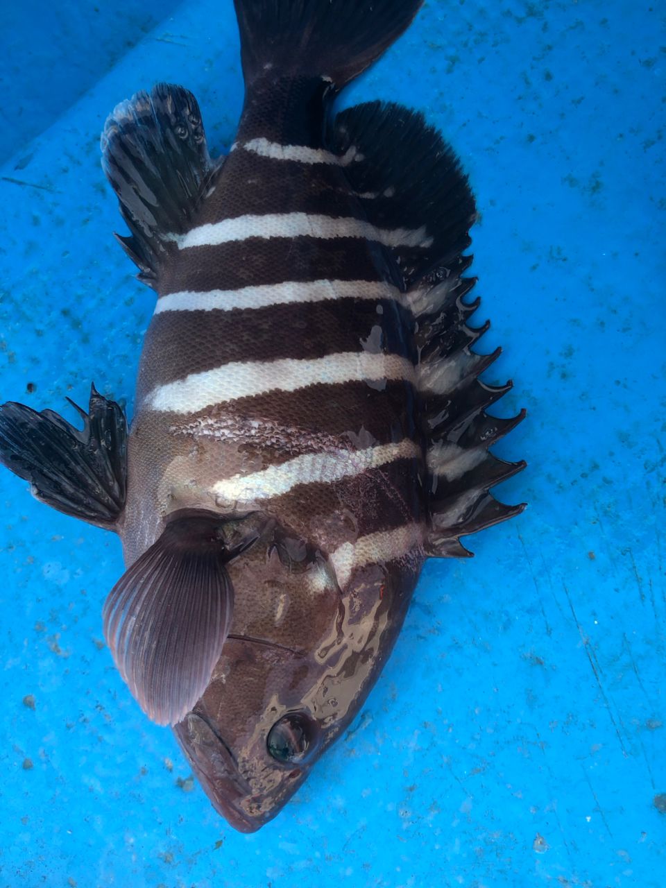 へなちょこ　釣り師さんの釣果 2枚目の画像