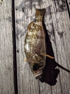 メバルの釣果