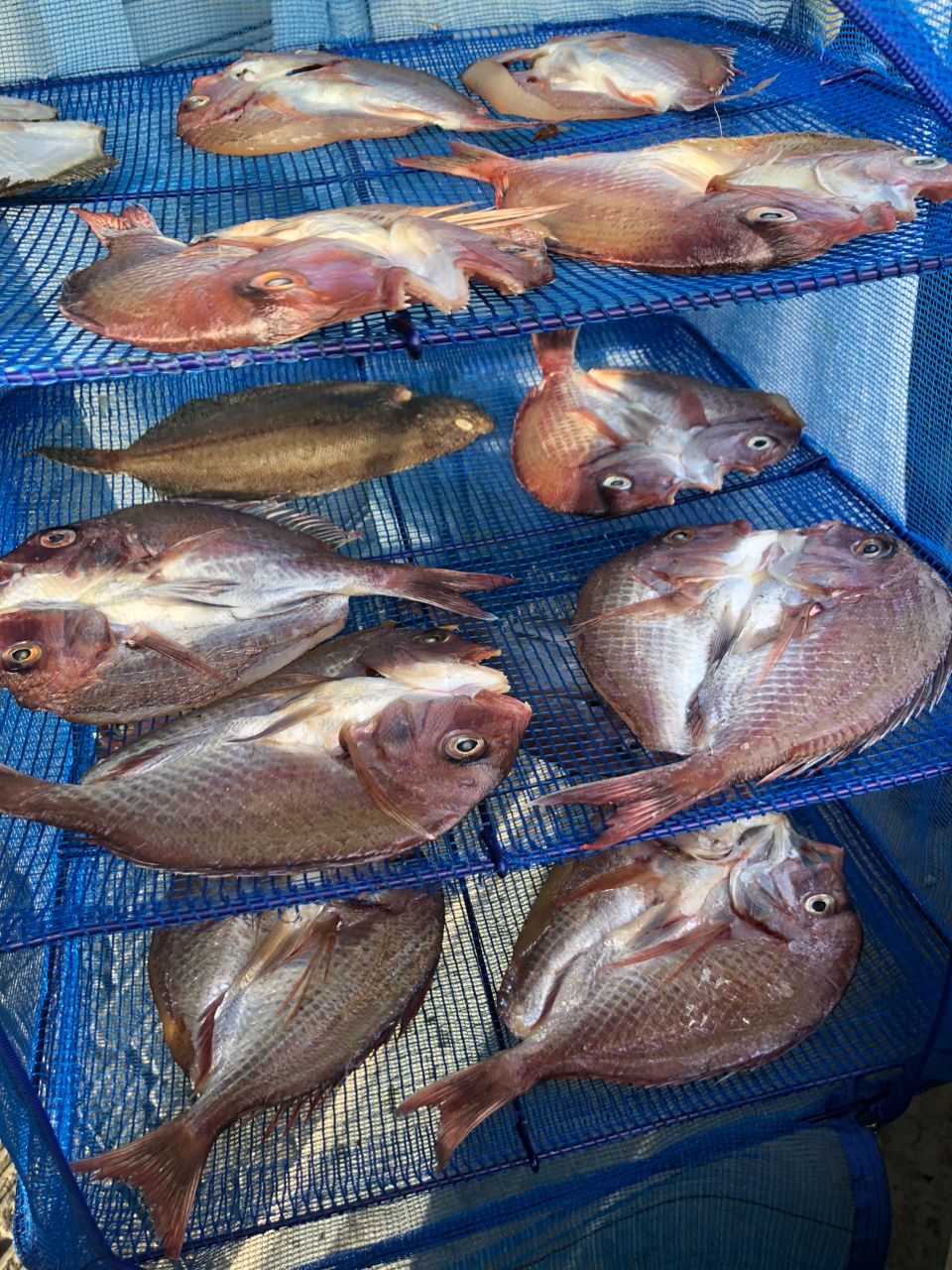 へなちょこ　釣り師さんの釣果 2枚目の画像