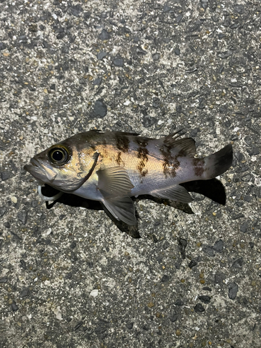 シロメバルの釣果