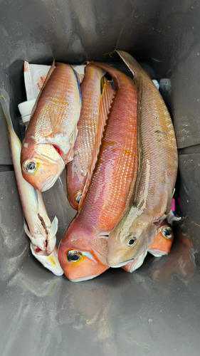 シロアマダイの釣果