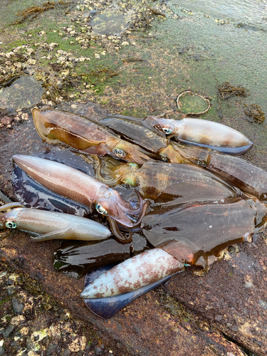 アオリイカの釣果