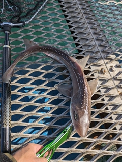 ホシザメの釣果