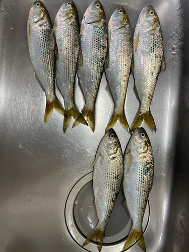 コノシロの釣果