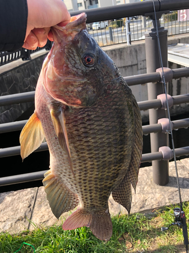 ティラピアの釣果