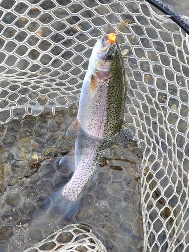 ニジマスの釣果