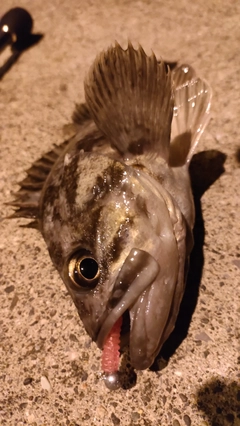 クロソイの釣果