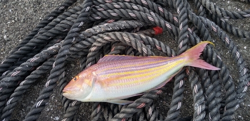 イトヨリダイの釣果