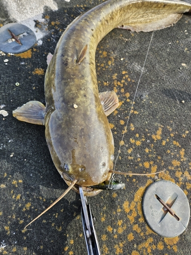 ニホンナマズの釣果