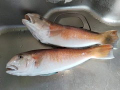 シロアマダイの釣果