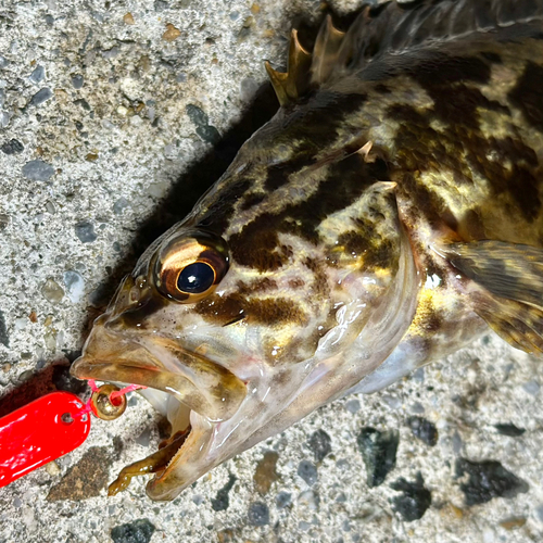 タケノコメバルの釣果