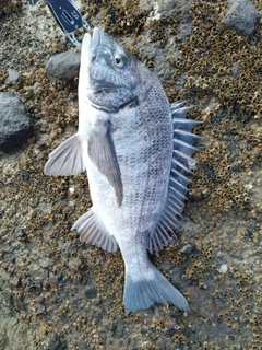 チヌの釣果