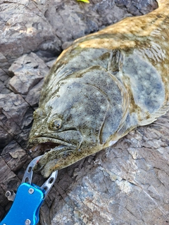 ヒラメの釣果