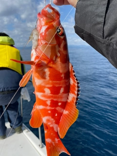 アカハタの釣果