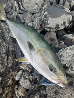 ブリの釣果